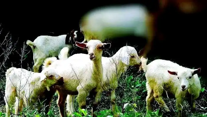 全球羊价暴涨40%！养殖户数钱，消费者叫苦：羊肉比牛肉还贵？