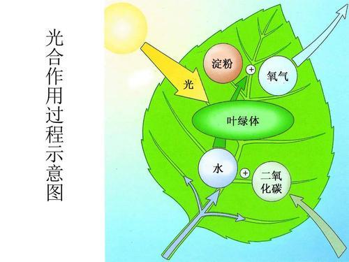 绿色植物光合作用的场所及其在光反应与暗反应阶段的重要性