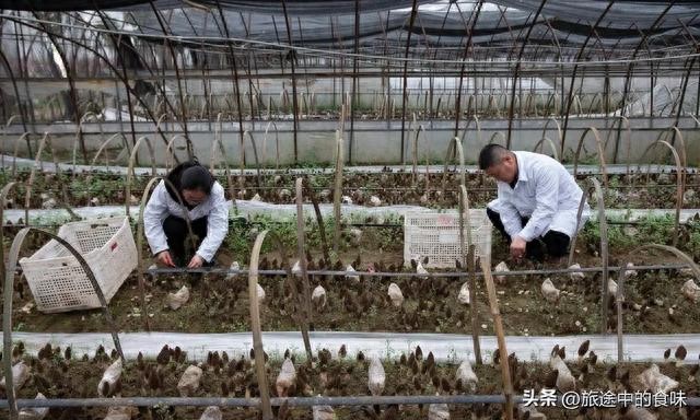 返乡创业正当潮,靠啥项目能脱颖而出?这些要点你得知道
