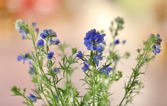 哪些鲜花网站销售量好_小众花材销量增长_鲜切花市场升温