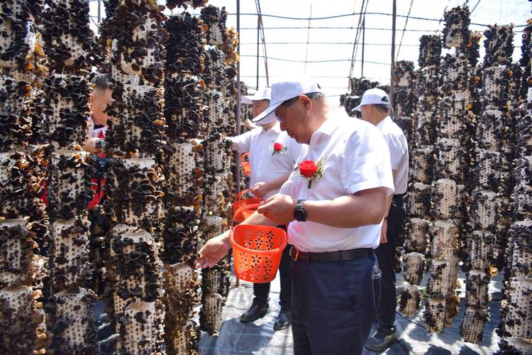 绥阳林区木耳丰收节_绥阳林区绿色发展产业展_年黑木耳价格行情走势 黑木耳